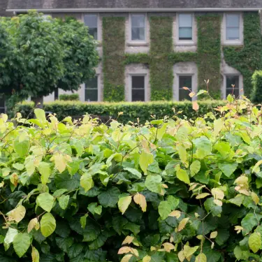 Hæk eller hegn i skel? 